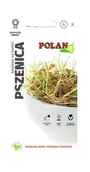 Nasiona i cebule - Nasiona na kiełki Pszenica 25 g POLAN - miniaturka - grafika 1