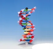 Pomoce naukowe - MODEL DNA schemat - miniaturka - grafika 1