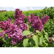 Kwiaty doniczkowe i cięte - Syringa miniatura, wys.20-30 cm, don.2 l - miniaturka - grafika 1