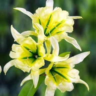 Nasiona i cebule - Hymenocallis Ismena błonczatka Sulphur Queen 1 szt cebule cebulki - miniaturka - grafika 1