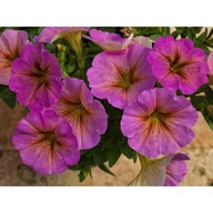 Kwiaty doniczkowe - Beautical wys. 25 cm don. 12 cm - miniaturka - grafika 1