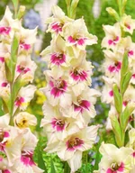 Nasiona i cebule - Gladiolus - Mieczyk Wielokwiatowy Amber Mistique 5szt. - miniaturka - grafika 1