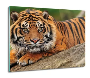 szklana osłona kuchenna Tygrys bengalski 60x52, ArtprintCave - Deski do krojenia - miniaturka - grafika 1