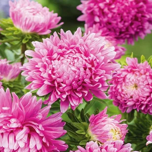 Aster karłowy Hordelin jasnoróżowy nasiona kwiatów - Nasiona i cebule - miniaturka - grafika 1