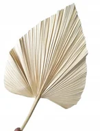 Sztuczne kwiaty - Duży Liść Palmowy Suszony Boho Dekoracyjny Bielony Kremowy Strzałka - miniaturka - grafika 1