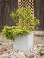 Donice - 35x35x35 cm CT - Donica betonowa (biała) - miniaturka - grafika 1