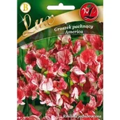 Nasiona i cebule - Groszek Pachnący America - Biały Z Czerwonymi Kreskami 5G /Lux/ Legutko - miniaturka - grafika 1