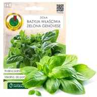 Nasiona i cebule - Nasiona bazylia - miniaturka - grafika 1