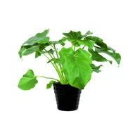 Kwiaty doniczkowe - Roślina tropikalna mix 30 - 35 cm doniczka 12 cm - miniaturka - grafika 1