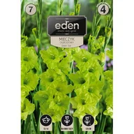 Nasiona i cebule - Mieczyk Green Star 7 sztuk Eden - miniaturka - grafika 1