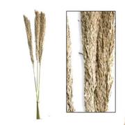 Sztuczne kwiaty - Dzika trawa trzcinowa naturalna 75 cm - miniaturka - grafika 1