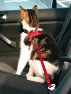 Szelki dla kotów - Trixie Szelki samochodowe dla kota - miniaturka - grafika 1
