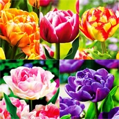 Nasiona i cebule - Zestaw 1 Tulipan Pełny 5 odmian 25 szt - miniaturka - grafika 1