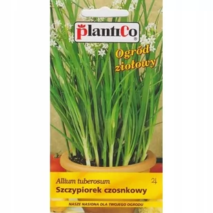 Plantico Szczypiorek czosnkowy - Nasiona i cebule - miniaturka - grafika 1