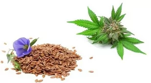 EQUIHERBS Olej lniano konopny 1L - - Akcesoria jeździeckie - miniaturka - grafika 1
