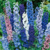 Nasiona i cebule - Ostróżka Ogrodowa Trwała Mieszanka Nasiona Kwiatów Ozdobnych P. Pl302/23/4617/L5/A, Pl230/12/210/3615A - miniaturka - grafika 1