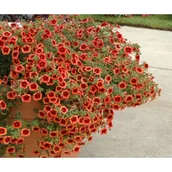 Kwiaty doniczkowe - Calibrachoa Superbells®czerwony, pomarańczowy, różowy - miniaturka - grafika 1