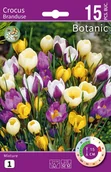 Nasiona i cebule - Krokus Botaniczny mix 5/7 15szt. Cebulki kwiatów - miniaturka - grafika 1