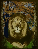 Koce - Koc Ze Zwierzętami Polarowy 160X200 Lew 12746 - miniaturka - grafika 1