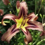 Nasiona i cebule - Hemerocallis Liliowiec Black Arrowhead 1 szt. - miniaturka - grafika 1