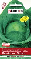 Nasiona i cebule - NASIONA Kapusta Głowiasta Biała Kamienna Głowa 2,4g PLANTICO 402072 - miniaturka - grafika 1