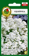 Nasiona i cebule - Gęsiówka biała 0.3 g PNOS - miniaturka - grafika 1