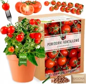 Nasiona i cebule - Pomidorki Koktajlowe Pomidory Zestaw do uprawy XL nasiona pomidorów - miniaturka - grafika 1