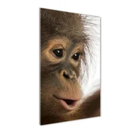 Obrazy i zdjęcia na płótnie - Foto obraz szkło akryl pionowy Młody orangutan - miniaturka - grafika 1