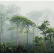 Fototapety - FOTOTAPETA 3D LAS DRZEWA MGŁA ZIELONY NA ŚCIANĘ SYPIALNIA SALON 350x250 - miniaturka - grafika 1