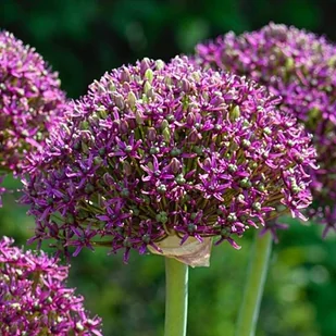 Allium Czosnek polski Magic 1 szt. 16/18 - Nasiona i cebule - miniaturka - grafika 1