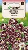 Nasiona i cebule - Goździk chiński Chianti nasiona 0,1g / T / - miniaturka - grafika 1