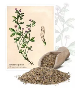 Koniczyna perska 1 kg - Nasiona i cebule - miniaturka - grafika 1