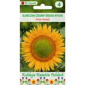 Nasiona i cebule - Słonecznik ozdobny Amor amant nasiona tradycyjne W.Legutko - miniaturka - grafika 1