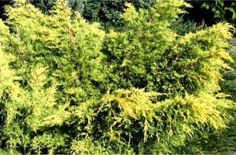 kwiatydonice Jałowiec pośredni - Juniperus media 'King of Spring'
