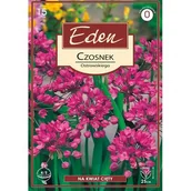 Nasiona i cebule - Czosnek Ostrowskiego Allium Oreophilum 15 sztuk Eden - miniaturka - grafika 1