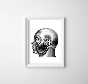 Plakat w stylu retro Anatomiczne odciski Mięśnie głowy - Plakaty Plakat w stylu retro Anatomiczne odciski Mięśnie głowy - Plakaty - miniaturka - grafika 1
