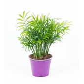 Kwiaty doniczkowe - Palma koralowa - miniaturka - grafika 1