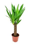 Juka Yucca palma P14