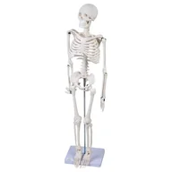 Mały naukowiec - Model Szkieletu 85 cm - miniaturka - grafika 1