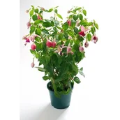 Kwiaty doniczkowe - Fuksja - miniaturka - grafika 1