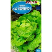 Nasiona i cebule - Sałata Cud Voorburgu 1G Masłowa Głowiasta - miniaturka - grafika 1