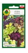 Nasiona i cebule - Koleus Blumego mix 0,1 g PNOS - miniaturka - grafika 1