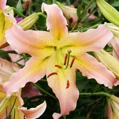 Nasiona i cebule - Lilia drzewiasta Elusive XXL (22/24) 1 szt. cebule cebulki lilii lilie - miniaturka - grafika 1