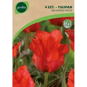 Nasiona i cebule - Tulipan Red Riding Hood 11/12 16szt. Cebulki kwiatów Geolia - miniaturka - grafika 1