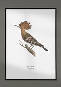 Plakaty - Plakat Dudek, grafika ze starego Atlasu Ptaków 21x30 (A4) / DodoPrint - miniaturka - grafika 1