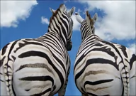 Plakaty - Galeria Plakatu, Plakat, Zebry, Miłość, 40x30 cm - miniaturka - grafika 1