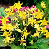 Nasiona i cebule - Erythronium Psiząb Pagoda 3 szt cebulki kwiatowe - miniaturka - grafika 1