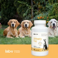Suplementy i witaminy dla psów - LAB-V Urinary Dog – Wsparcie przy zakażeniu dróg moczowych u psów 90 kapsułek - miniaturka - grafika 1