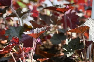 Żurawka amerykańska Palace Purple Select - Heuchera americana - Nasiona i cebule - miniaturka - grafika 1