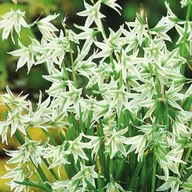 Nasiona i cebule - Ornithogalum Natans Śniedek Zwisły 10 szt cebulki - miniaturka - grafika 1